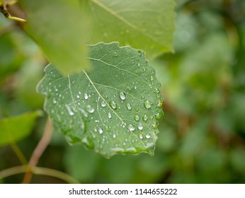 Raindrops Closeup. Raindrops On Leaf. After Rain. 