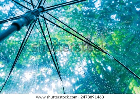 Raindrops fall on clear umbrellas under a dry tree branch and heavy rain thunderstorm.