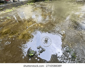 Raindrops fall onto the water’s surface, creating gentle circular ripples that spread across the puddle. The reflected light makes the water appear lively and textured.