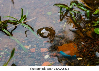 raindrops falling into bubbles in puddles