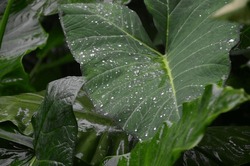 Raindrops Falling On Lush Taro Leaves