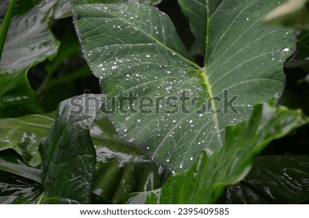 raindrops falling on lush taro leaves