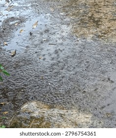 Raindrops falling on a puddle on the ground, creating ripples, water bubbles, and texture during a rainy day. Close up view.