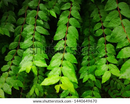 Raindrops on​ the​ green​ leaves​ of​ trees.​ Feeling of​ fresh​ environment in​ the​ garden.
