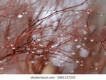 Raindrops on bare branches, blurred background. - Powered by Shutterstock