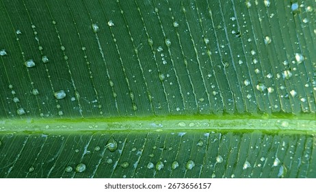 Raindrops on a Big leaf