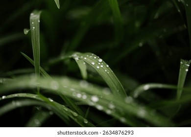 Raindrops on a Blade of Grass