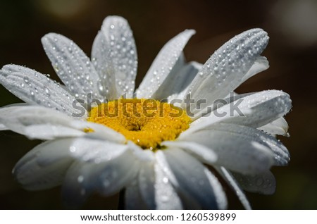 Similar – Image, Stock Photo silent Garden Nature Plant