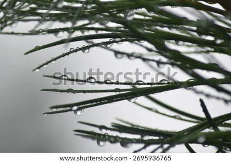Raindrops on branches. After a warm summer rain, clear droplets of water hang from long, green cedar needles. There are numerous droplets, covering almost every needle and branch of the tree.
