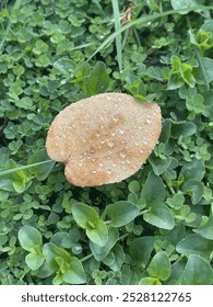 raindrops on brown leaf surrounded by green clovers