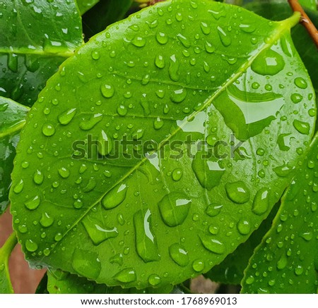 Raindrops On A Camelia plant leaf, England, UK 