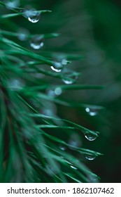 Raindrops on coniferous branches close-up. Soft focus, low key. Atmospheric natural photography. Tidewater green