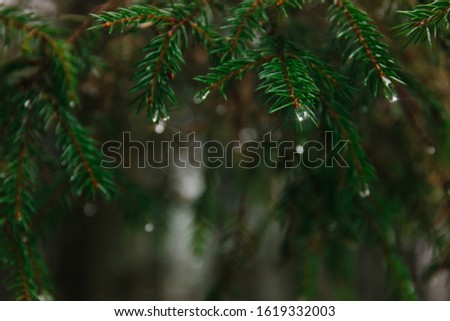 Raindrops on a coniferous tree branch in a forest during a thaw. Dark spring background and place for text. Rays of light