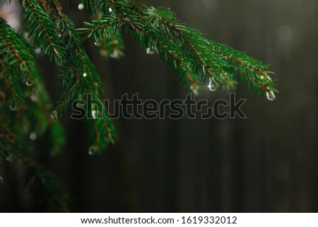 Raindrops on a coniferous tree branch in a forest during a thaw. Dark spring background and place for text. Rays of light