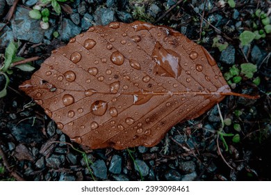 Raindrops on a fallen brown leaf