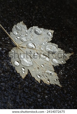 raindrops on fallen leave background
