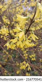 Raindrops On Forsythia Flowers On A Rainy Spring Day.