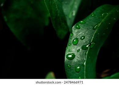 Raindrops on fresh green leaves on a black background. Macro shot of water droplets on leaves. Waterdrop on green leaf after a rain. - Powered by Shutterstock