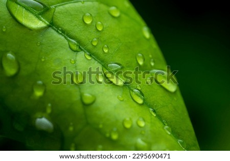 raindrops on fresh green leaves on a black background. Macro shot of water droplets on leaves. Waterdrop on green leaf after a rain.