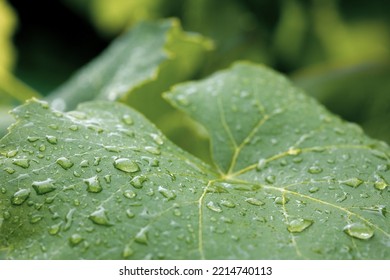 Raindrops On A Grape Leaf. Macro