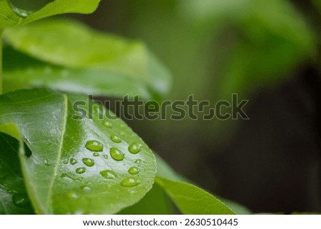 Raindrops on a green leaf of a fruit tree