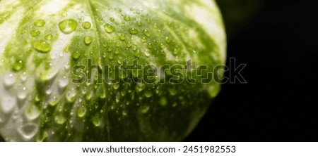 Raindrops on a green leaf. Macro photo. Wallpeper. Copu space