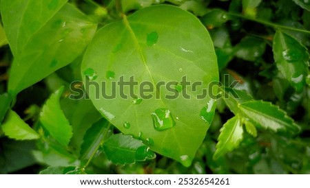 Raindrops on a green leaf, the rest of the rain that falls on all the plants