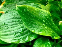 Raindrops On A Green Leaf. Wet Green Leaves On A Rainy Day
