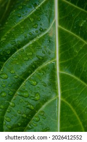 Raindrops on a green leaf whose natural veins are clearly visible. Cool natural background.