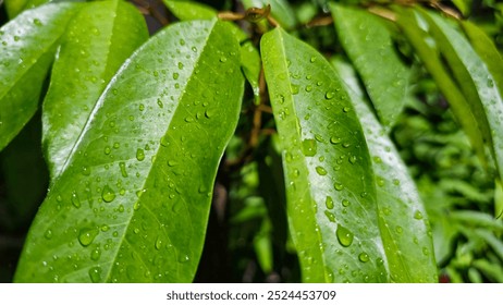 Raindrops on green leaves illuminated by night lamp - Powered by Shutterstock