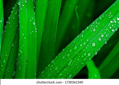 Raindrops on green long leaves - Powered by Shutterstock