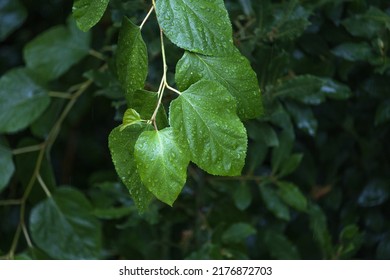 Raindrops On Green Mulberry Leaf