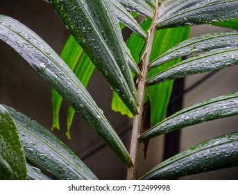 Raindrops On Green Tropical Plant Leaves - Shutterstock ID 712499998