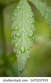 raindrops on hemp-cannabis leafs, this sustainable plant doesn't need much water 
