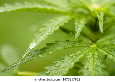 raindrops on hemp-cannabis leafs, this sustainable plant doesn't need much water 