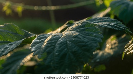 Raindrops on an ivy leaf. Close-up of ivy leaves. Ivy leaves in the evening light - Powered by Shutterstock