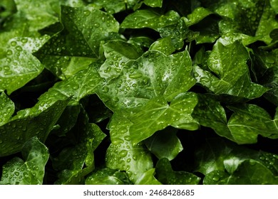 Raindrops on Ivy Leaves, Macro Image - Powered by Shutterstock