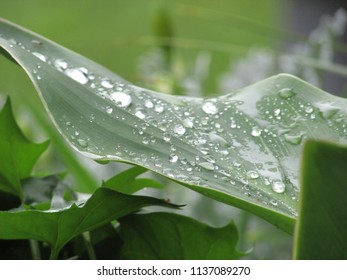 raindrops on the leaf