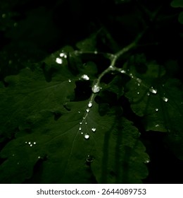 Raindrops are on the leaf