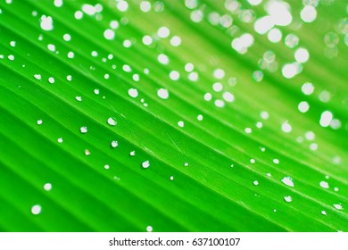 the raindrops on leaf in closeup for backgrounds