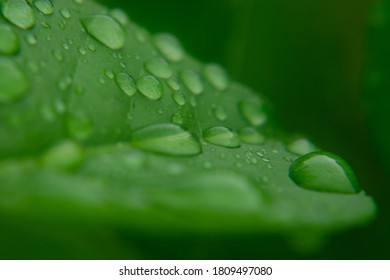 Raindrops on leaf. Macro shot with small depth of field.