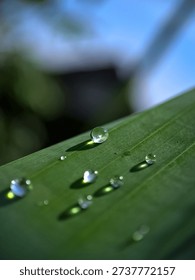 raindrops on a leaf with sparkling reflections