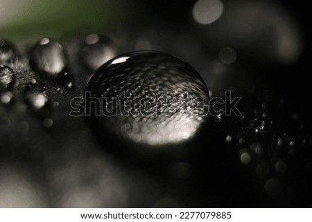 Raindrops on leaf. Leaf texture into water drop. Close-up photography. Macro photography. Background.