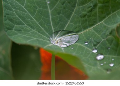 raindrops on a leaf - top