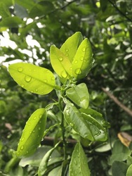 Raindrops On Lime Leaves Look Fresh And Beautiful