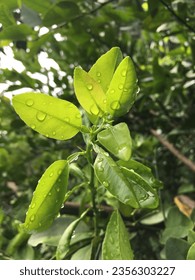 Raindrops on lime leaves look fresh and beautiful