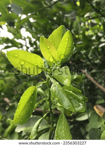 Raindrops on lime leaves look fresh and beautiful