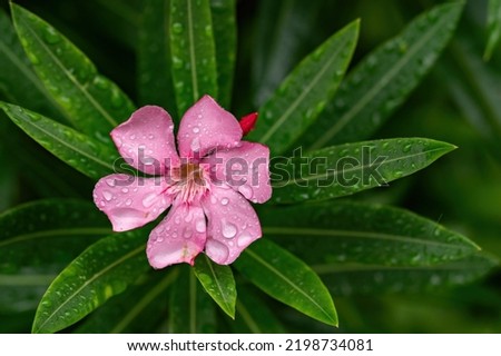 Raindrops on an oleander flower