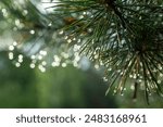 Raindrops on pine needles sparkle like jewelry. Soft, blurred background with beautiful bokeh.