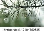 Raindrops on pine needles sparkle like jewelry. Soft, blurred background with beautiful bokeh.